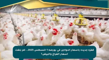 قفزة جديدة بأسعار الدواجن في بورصة 1 أغسطس 2025.. كم بلغت أسعار الفراخ والبيض؟